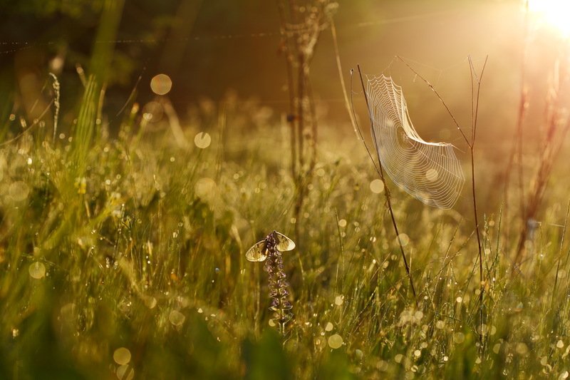 бабочка,лес,макро,парусник,роса,утро,самарский,мнемозина,parnassius,mnemosyne,живучка,женевская,мохнатая,ajuga,genevensis,паутина,рассвет Утро туманноеphoto preview