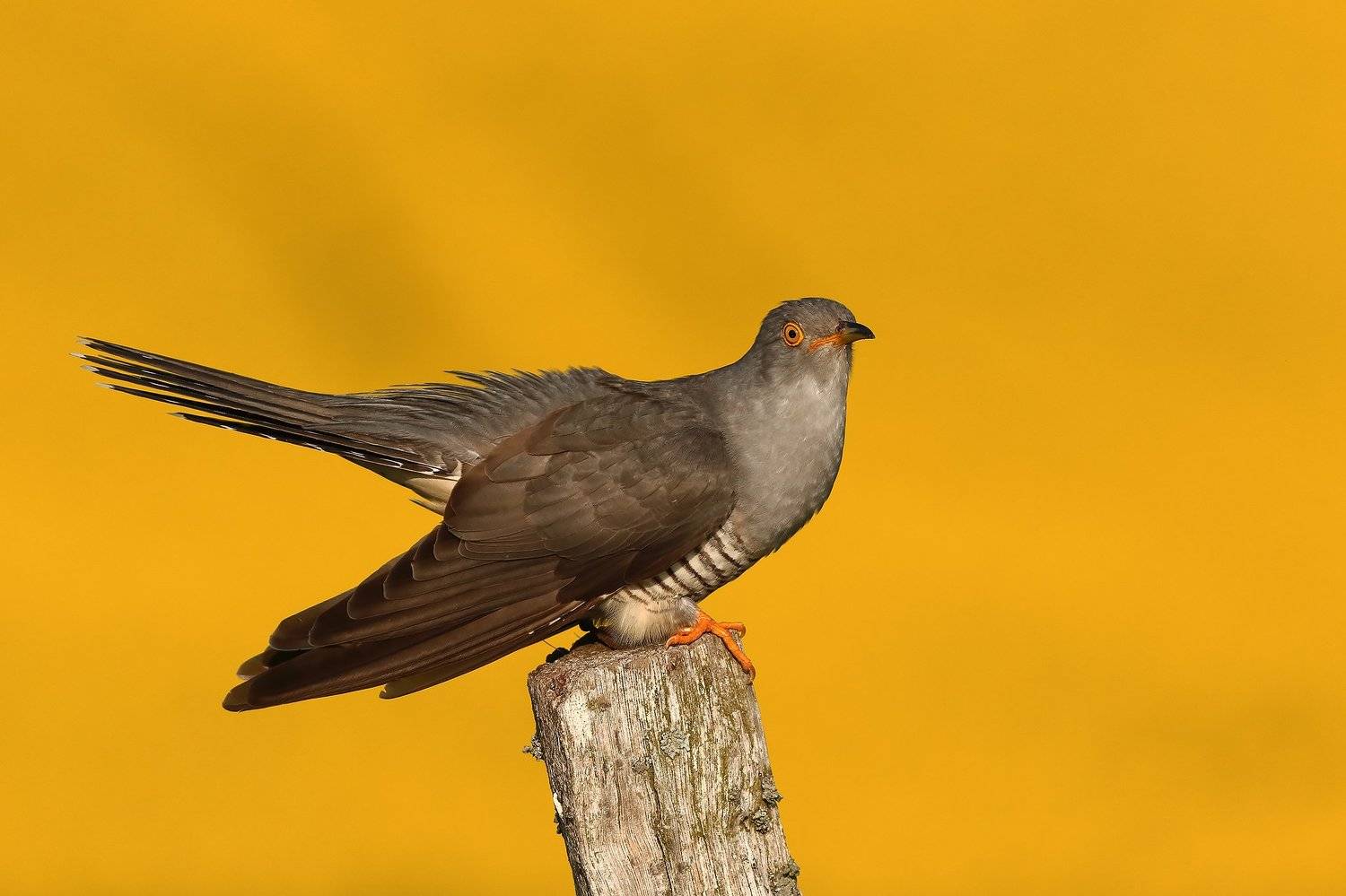 , Łukasz Sok&oacute;ł