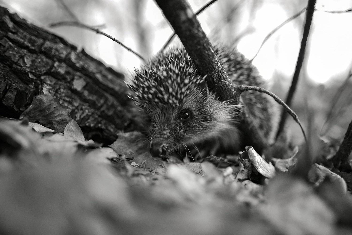 природа, животные, дикие животные, еж, 24мм, чб, россия, татарстан, крупным планом, Рустам Афлятунов