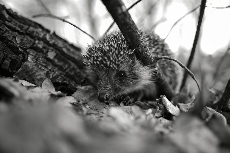 природа, животные, дикие животные, еж, 24мм, чб, россия, татарстан, крупным планом Опасный зверьphoto preview