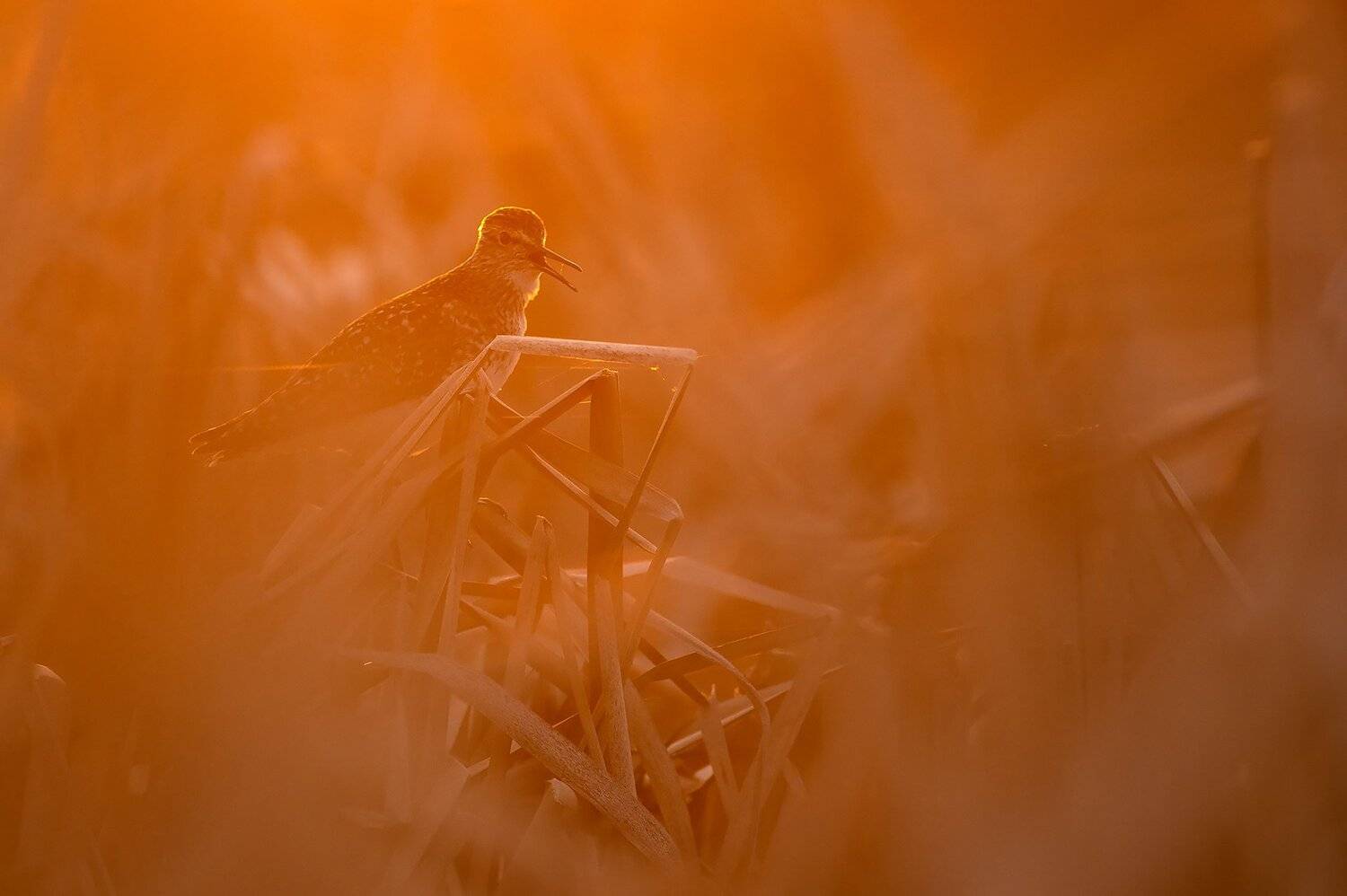 , Михаил Калинин