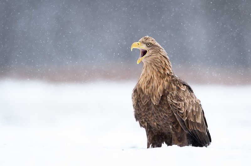 eagle, birds, wildlife, animals, winter, snow, animal, bird, prey, predator, white, tail, Eaglephoto preview