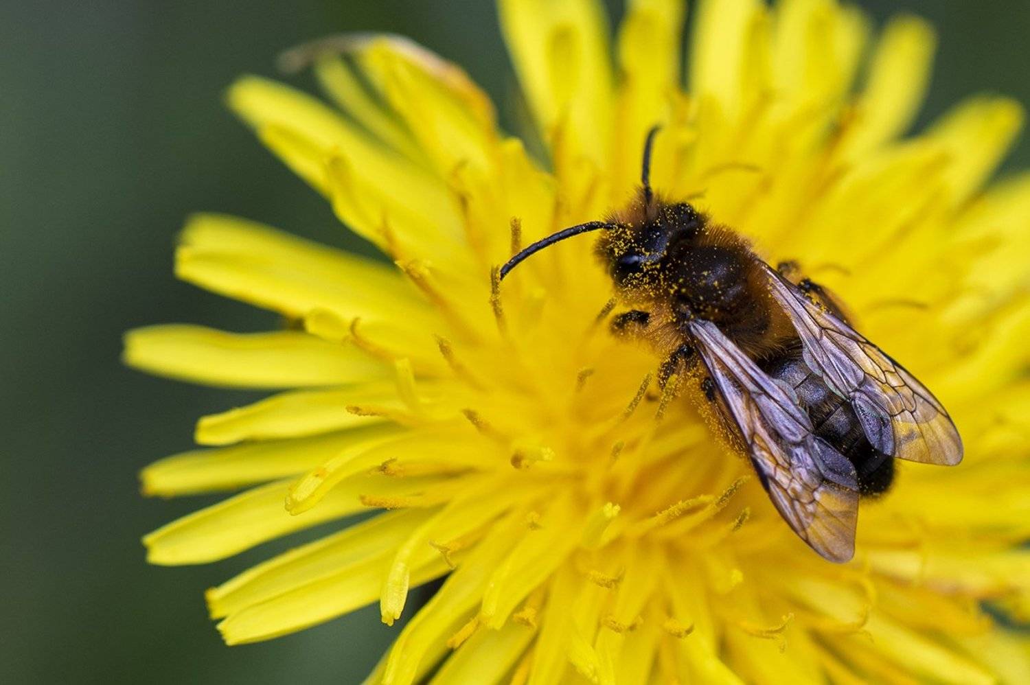 швеция,  Lapland