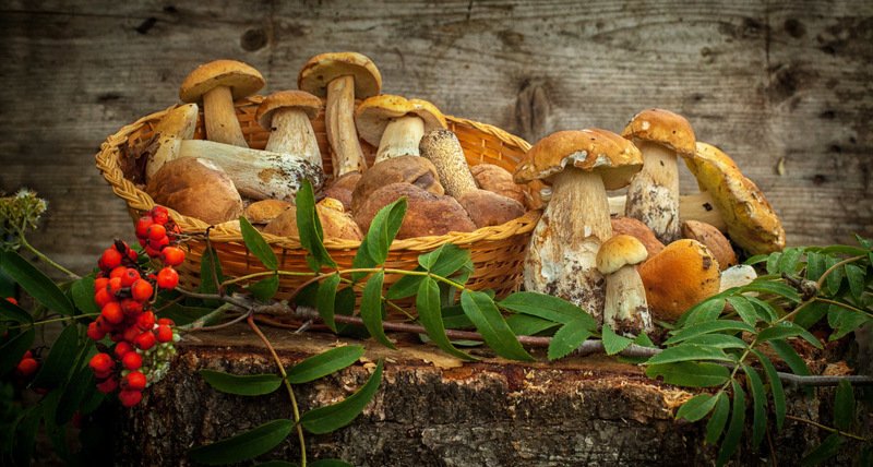 грибы, осень, рябина, корзина photo preview