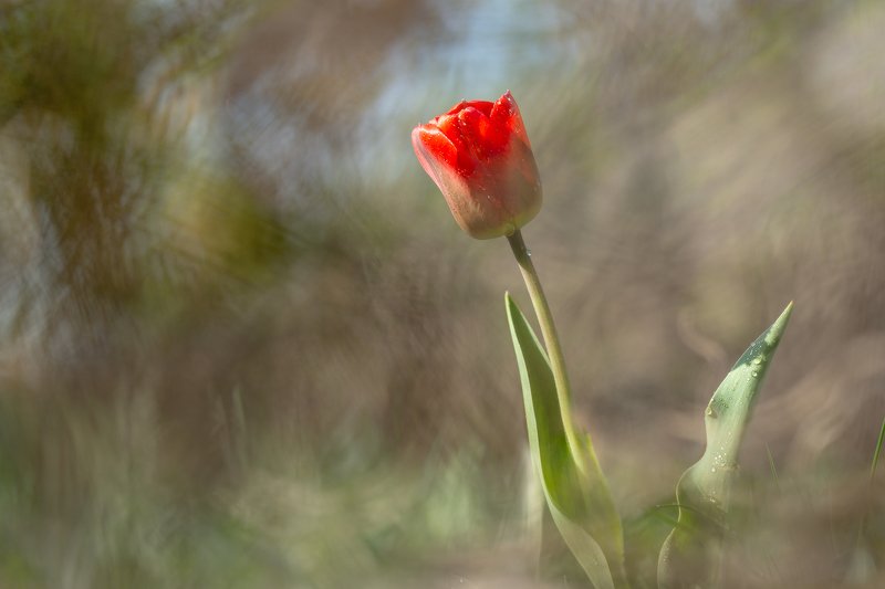 Три момента из жизни тюльпанаphoto preview