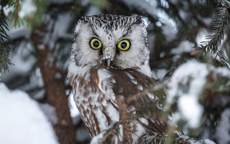 птица, дикая птица, хищная птица, орнитология, дикая природа, фотоохота, сыч, сыч мохноногий Автопортрет в глазах мохноногого сыча :)photo preview