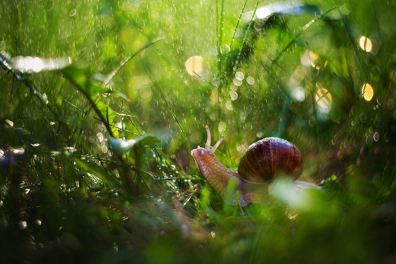 summer rainphoto preview