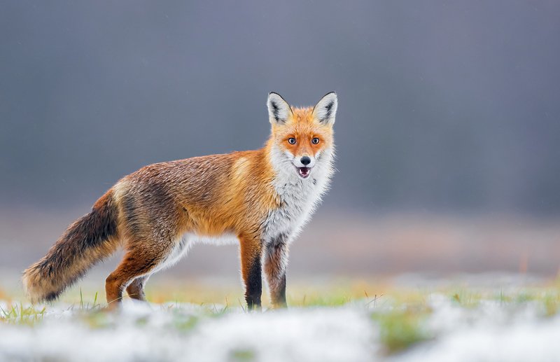 fox, animals, wildlife, vulpes, mammals, predator, Foxphoto preview