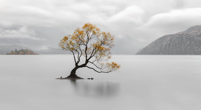 новая зеландия, new zeland Wanaka Treephoto preview