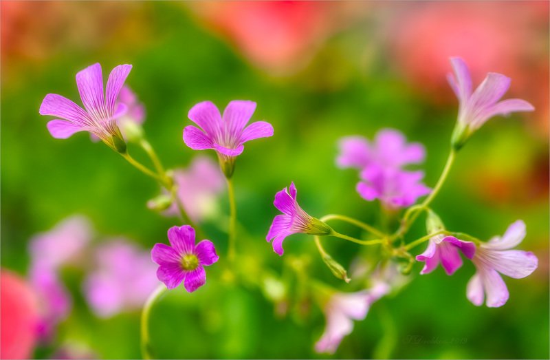 цветы, флора, весна, макро Навстречу летуphoto preview