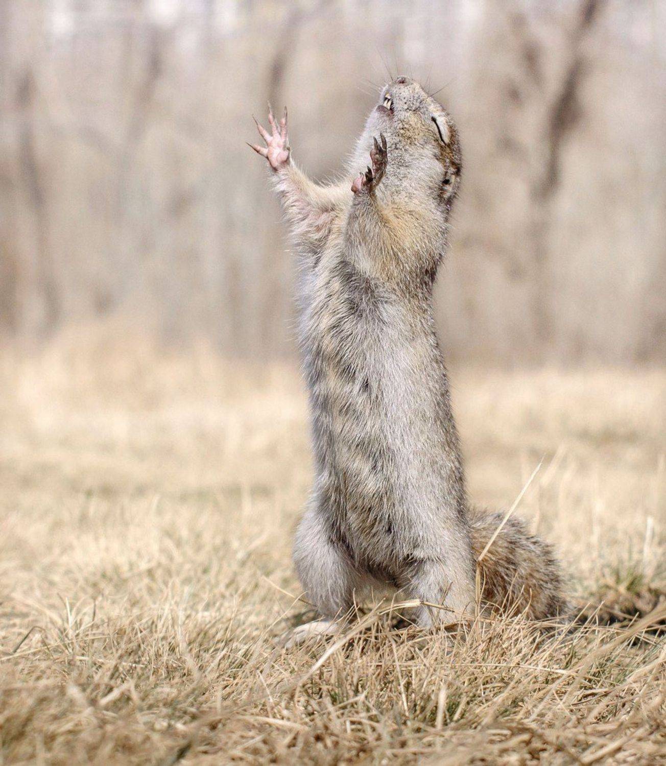 суслик весна., Марина Фомина