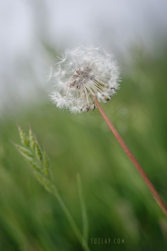 одуванчик, одуванчики Кубан одуван)photo preview