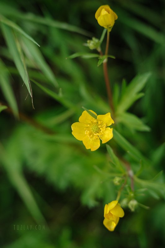 жёлтый цветок, кубань, флора Кубанский Жёлтенькийphoto preview