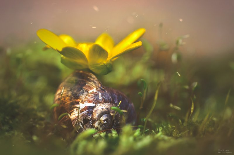 макро, природа, мох, улитка, ракушка, цветок, весна, macro, nature, moss, snail, shell, flower, spring, ***photo preview