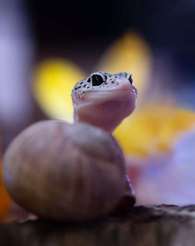 Ку-куphoto preview