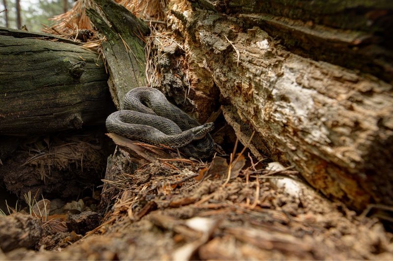 степная, гадюка, vipera, renardi, самарский лес, Не садись на пенёк...photo preview