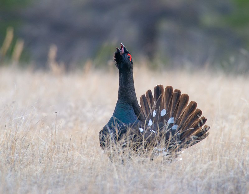 Глухарь photo preview