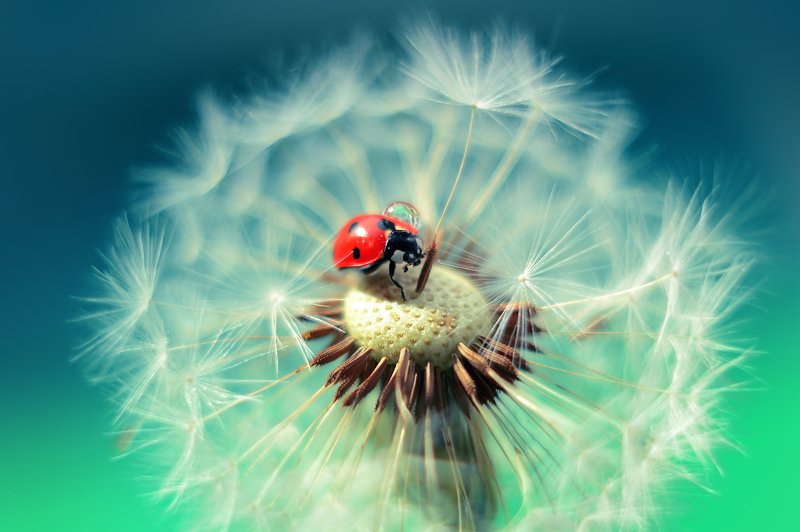 Коровка с капелькойphoto preview