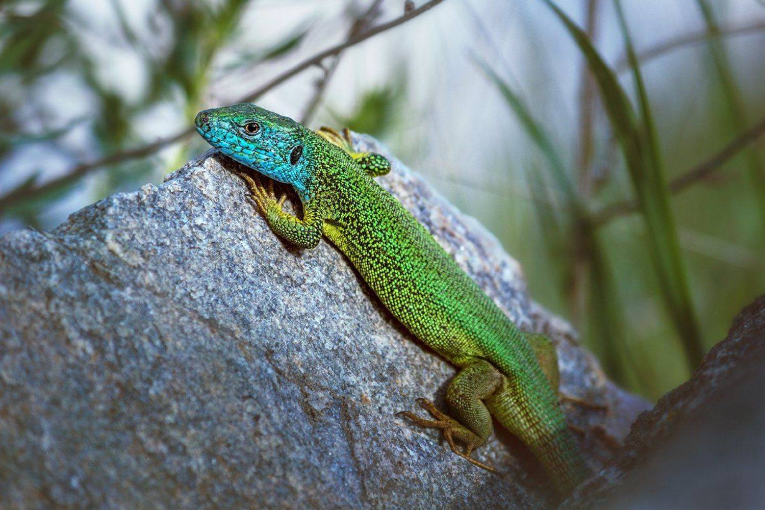 moment, момент, beautiful, красивый,  canon 55-250, nature, природа, wildlife, живая,  reptile, рептилия, lizard, ящерица, green, зеленая,  spring, весна,, Наталья Терентьева