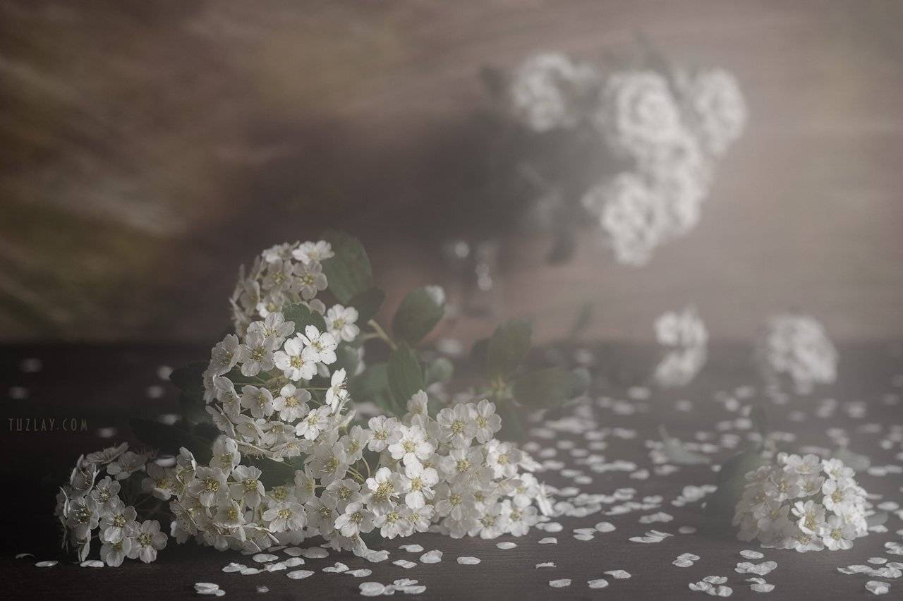 спирея, невеста, листки спиреи, цветок спиреи, невеста в стакане, весна в стакане, лепестки спиреи, Владимир Тузлай