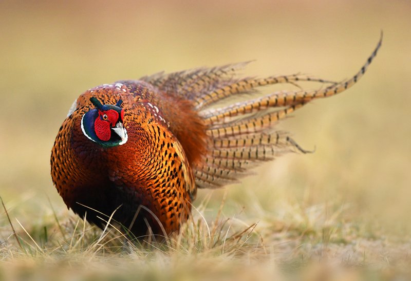 animals, birds, wildlife, pheasant, Pheasantphoto preview