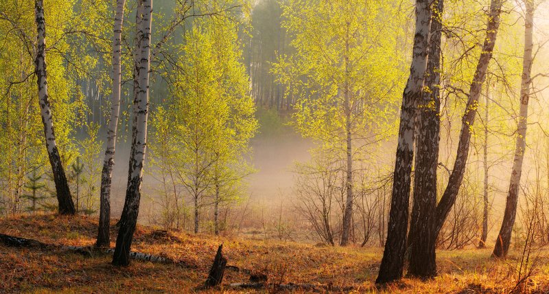 Молодо-зеленоphoto preview