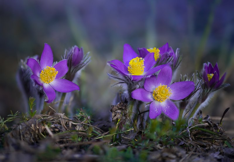 весна, цветы, сон-, трава О прекрасном фото превью