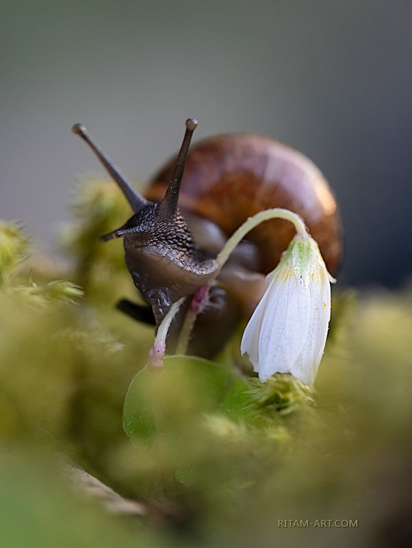 Пришелец-парламентёр / An Alien with a Flag of Trucephoto preview