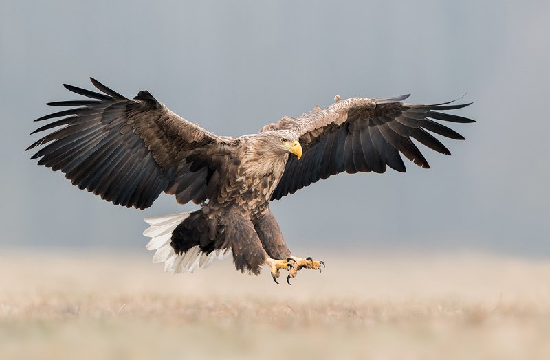eagle, wildlife, animals, birds, nature, Eaglephoto preview
