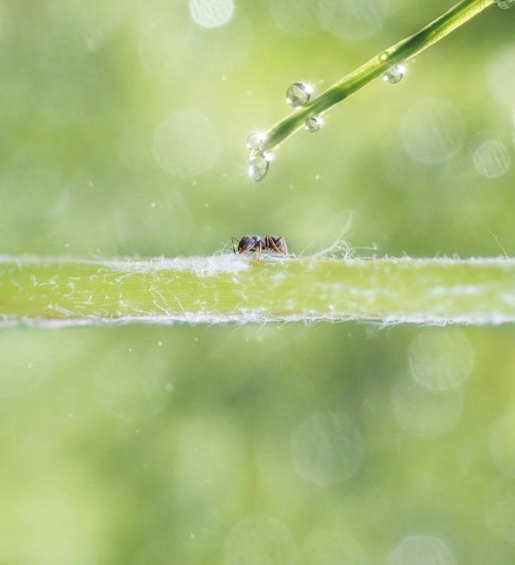 макро, муравей, природа, капля, вода, лето, весна, макро истории, красота, волшебство, утро, бокешки Однажды утром...photo preview