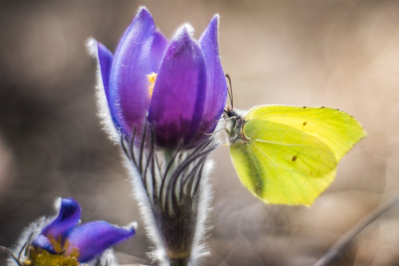 весна, сон-трава, цветы, боке Сон-трава проснулась...photo preview