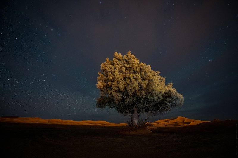 morocco, марокко, africa, африка, sahara, сахара, desert, пустыня, night, ночь, nightscape, landscape, пейзаж, stars, звезды, travel, тревел Дерево Сахары / Sahara Desert Treephoto preview