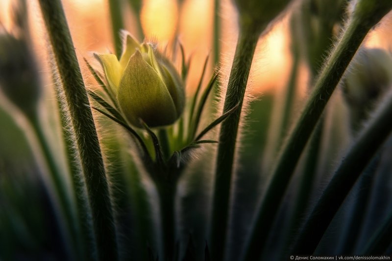 #Алтай #АлтайскийКрай #Весна #сонтрава #прострел #Сибирь #ПриродаАлтая #Цветы #Первоцветы В частоколе ногphoto preview