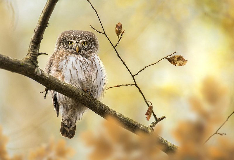 pygmy, owl, bird, birds, animals, animal, fauna, wildlife, autumn, fall, Pygmy owlphoto preview