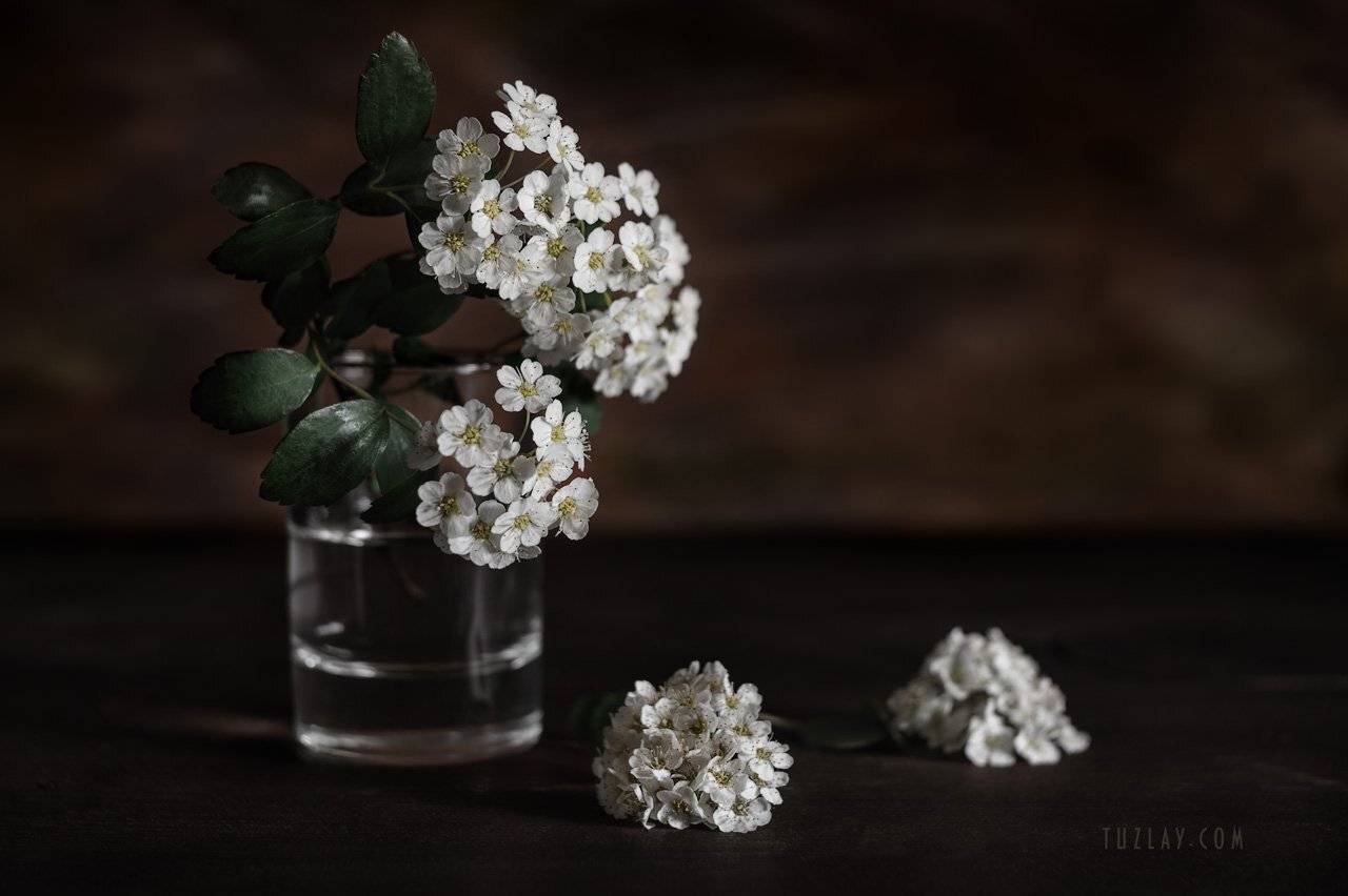 спирея, невеста, листки спиреи, цветок спиреи, невеста в стакане, весна в стакане, Владимир Тузлай