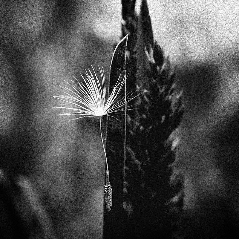 Семяphoto preview