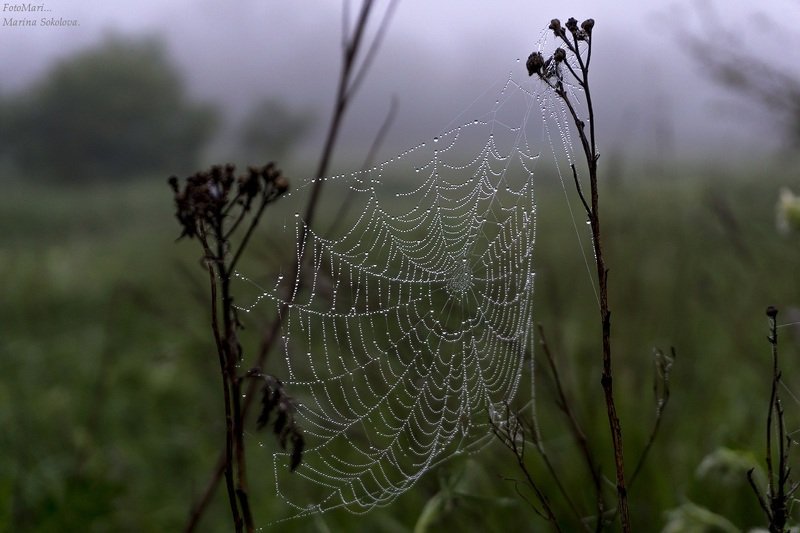 Паутина. фото превью