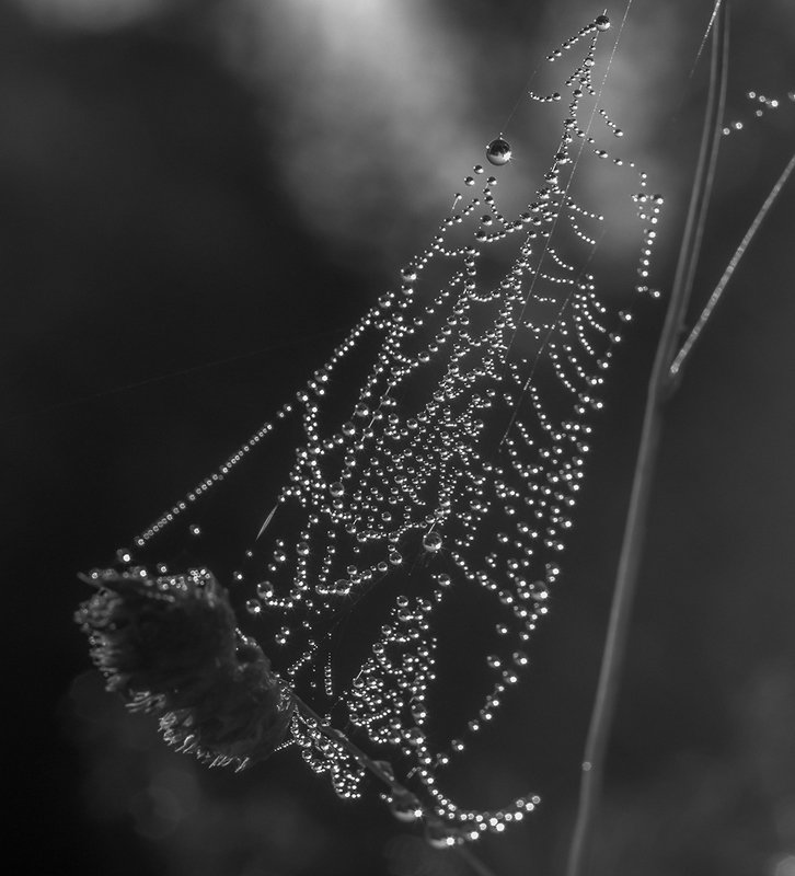 утро паутина роса Росаphoto preview