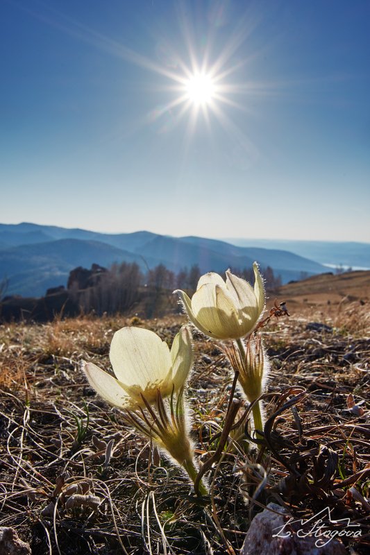 подснежники, торгашинский хребет Первые цветыphoto preview
