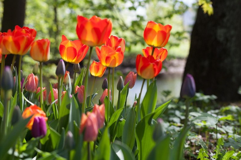 Елагин остров, Санкт-Петербургphoto preview