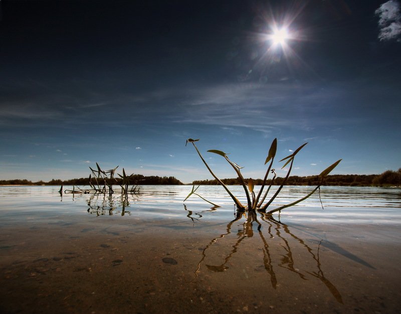 gomel belarus river sun река солнце беларусь гомель Стрелолистphoto preview