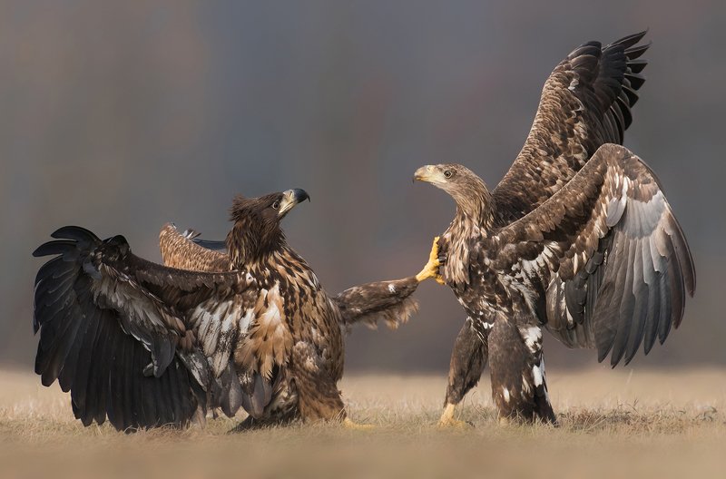 eagle, eagles, animals, animal, wildlife, nature, fauna, fight, birds, bird, Heart strikephoto preview