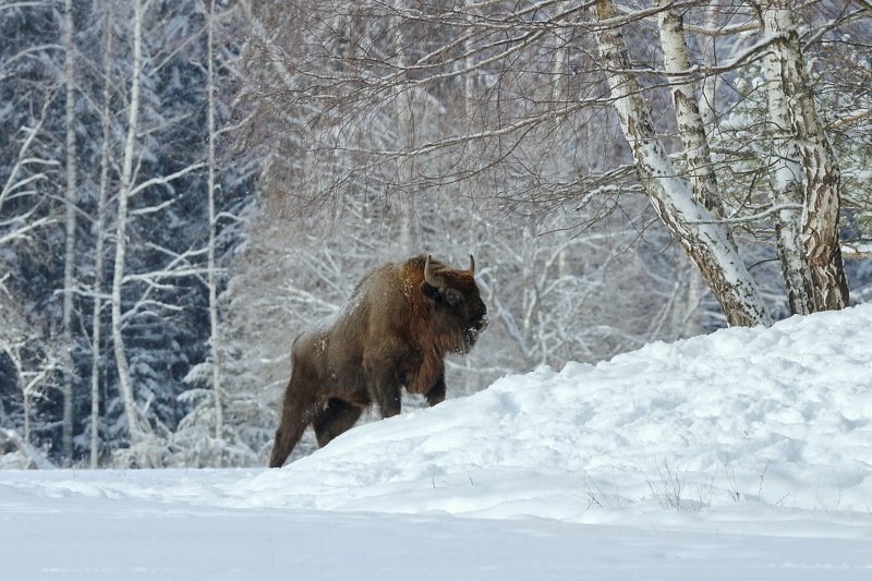 зубрphoto preview