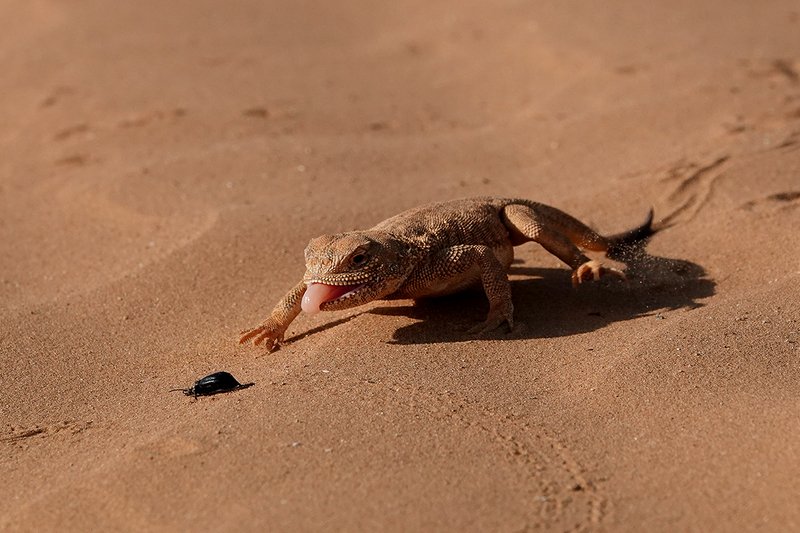 Обеденные гонкиphoto preview