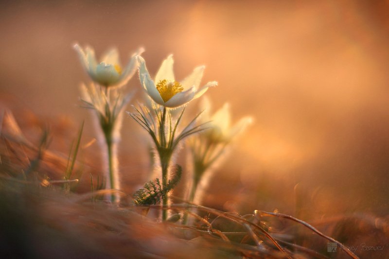 весна, первоцвет, прострел, утро Ванильное утроphoto preview