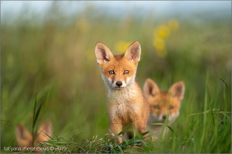 my-mriya, fox Лисятаphoto preview