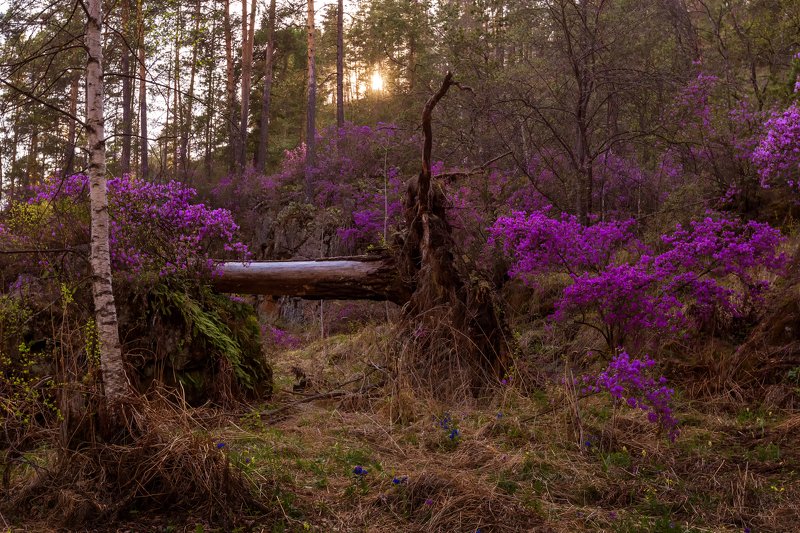 Цветение маральникаphoto preview