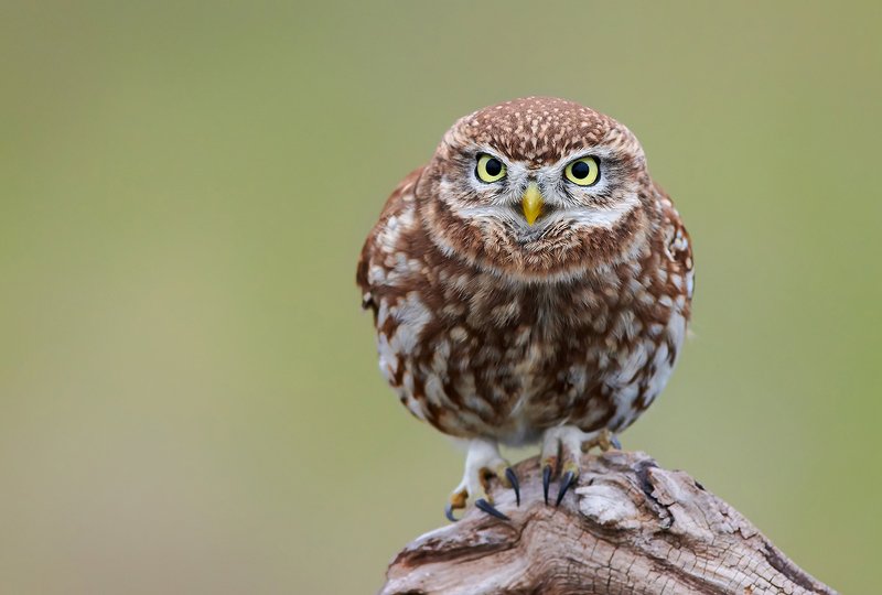 owl, little, birds, bird, animals, animal, wildlife, nature, Little owlphoto preview