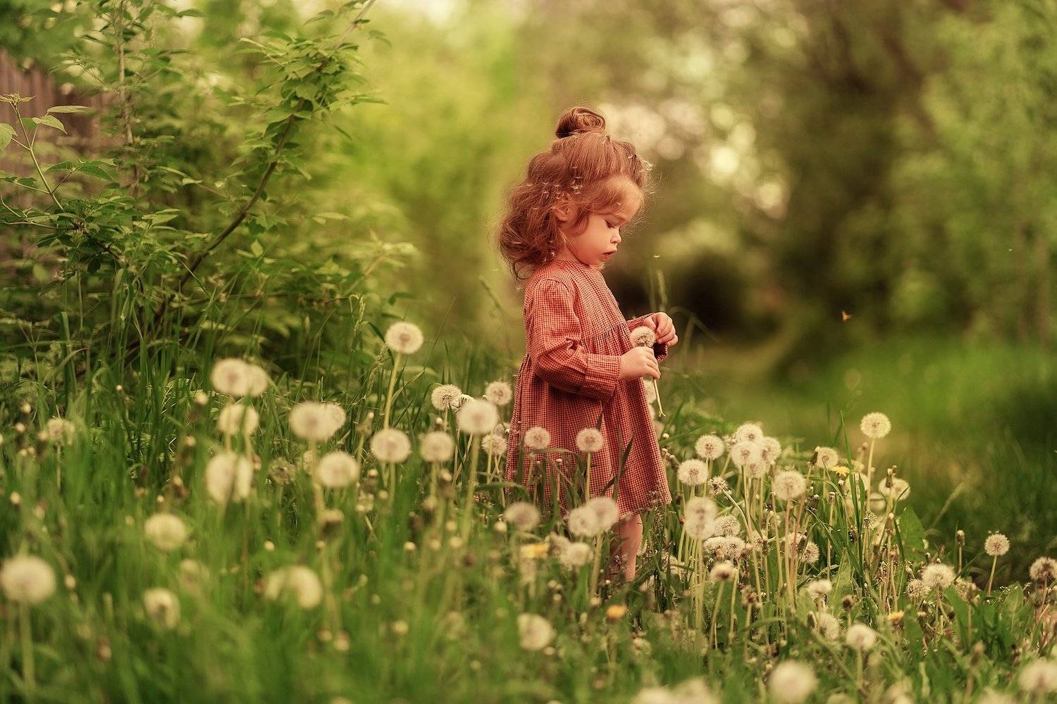 sonya. Автор: Елена Горячева одуванчик, лето, зелень, дети, малышка, девочка, ребенок, солнце, Елена Горячева