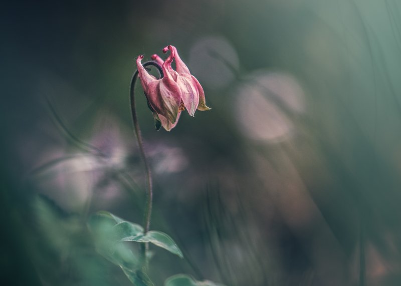 Aquilegia vulgarisphoto preview